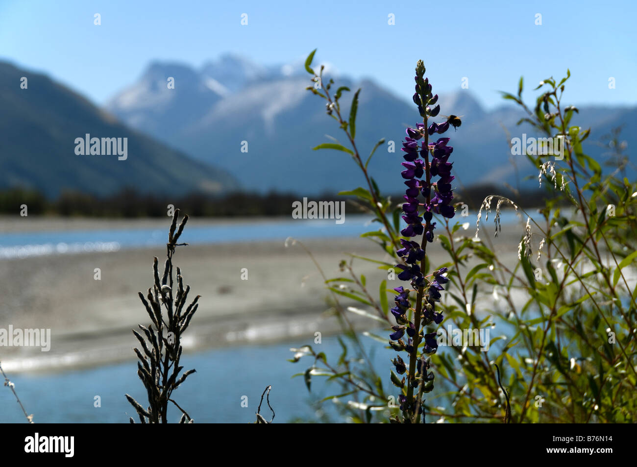 Lupini lungo il fiume Dart, vicino a Glenorchy, Isola del Sud, Nuova Zelanda. Monte Earnslaw (Pikirakatahi) in lontananza. Foto Stock