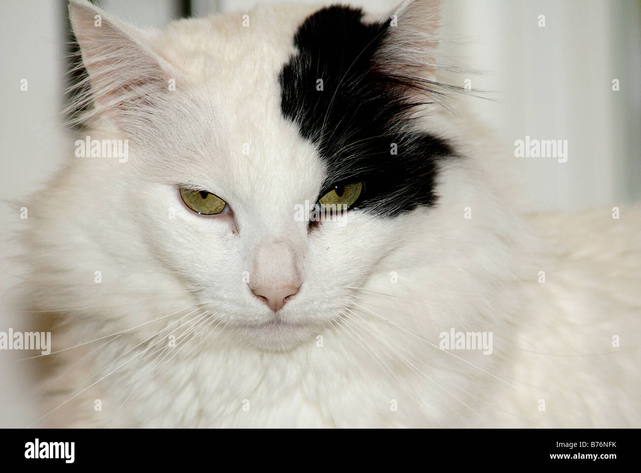 Ritratto di gatto closeup di dai lunghi capelli gatto bianco con unusaul contrassegno nero attorno ad un occhio ed orecchio Foto Stock