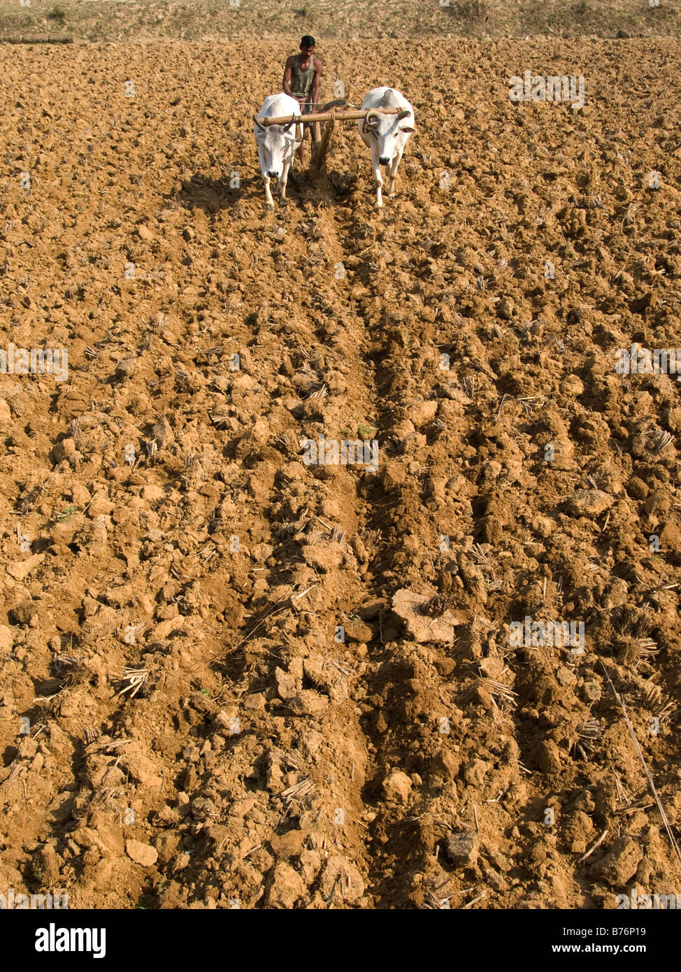 Un contadino ara il suo campo con una coppia di buoi bianchi Foto Stock