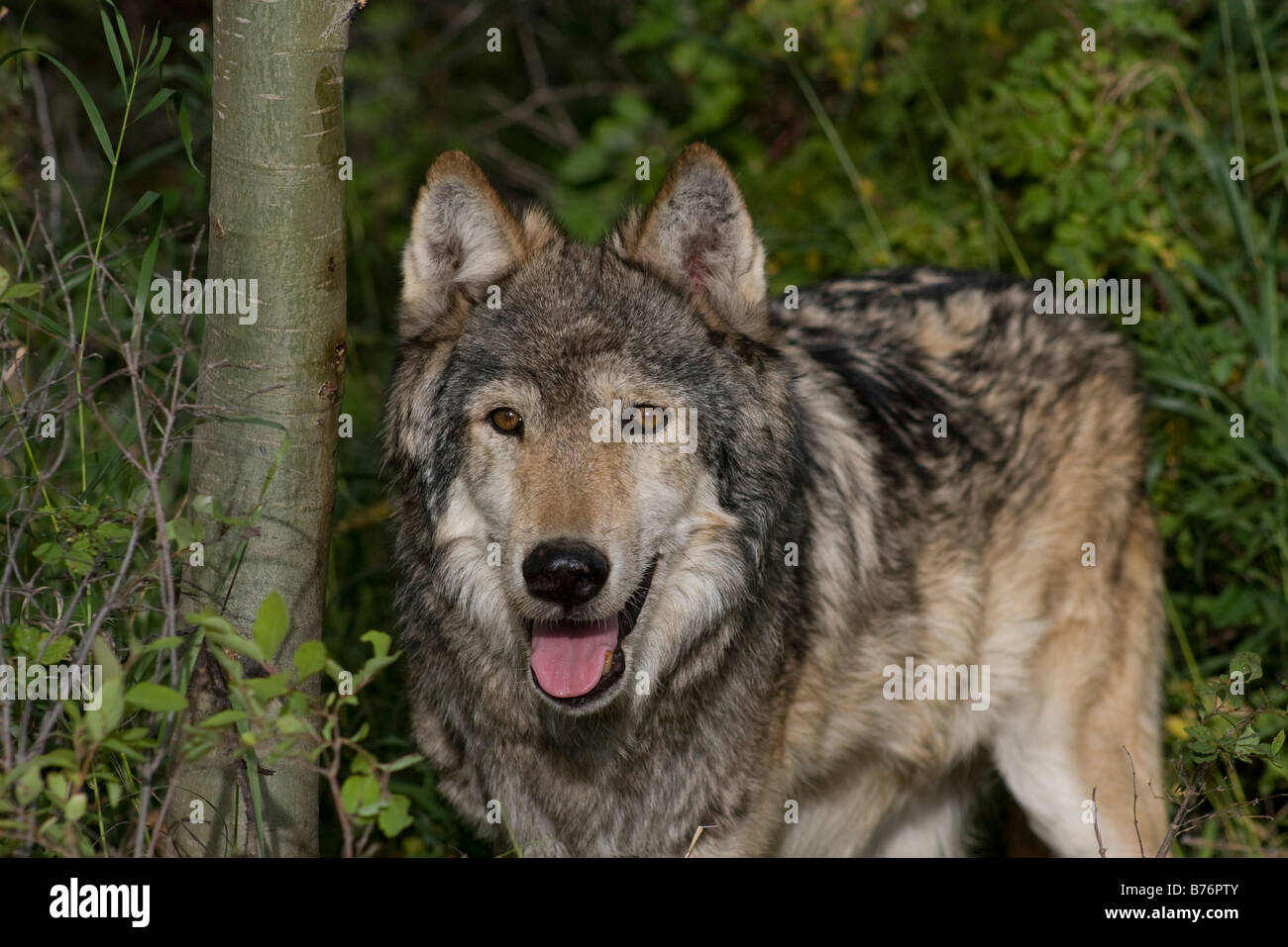 Un lupo grigio passeggiate attraverso i boschi Foto Stock