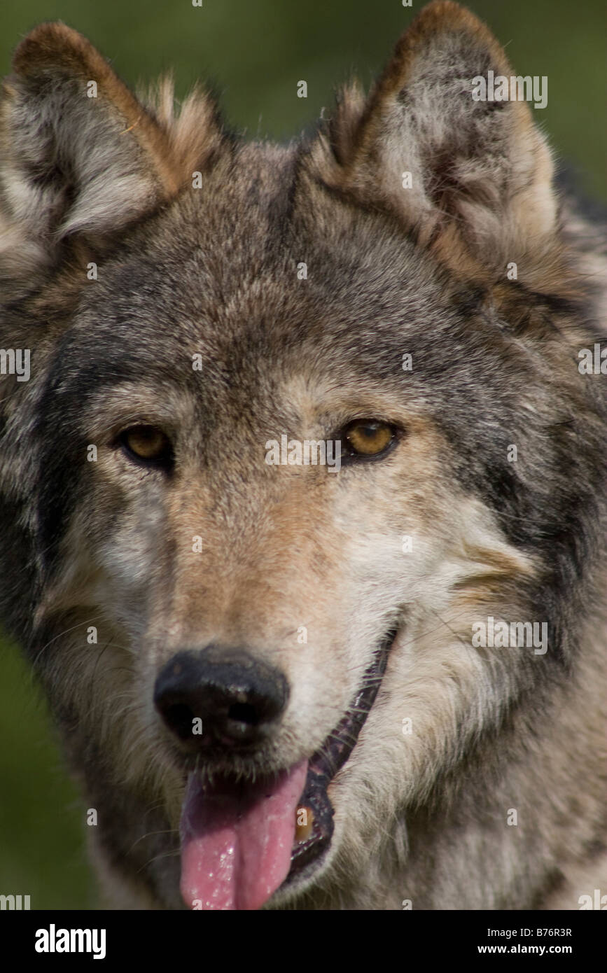 Close up ritratto di un americano di Lupo grigio Foto Stock