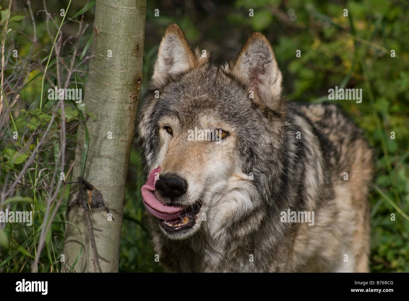 Un lupo grigio passeggiate attraverso i boschi leccare le sue labbra Foto Stock