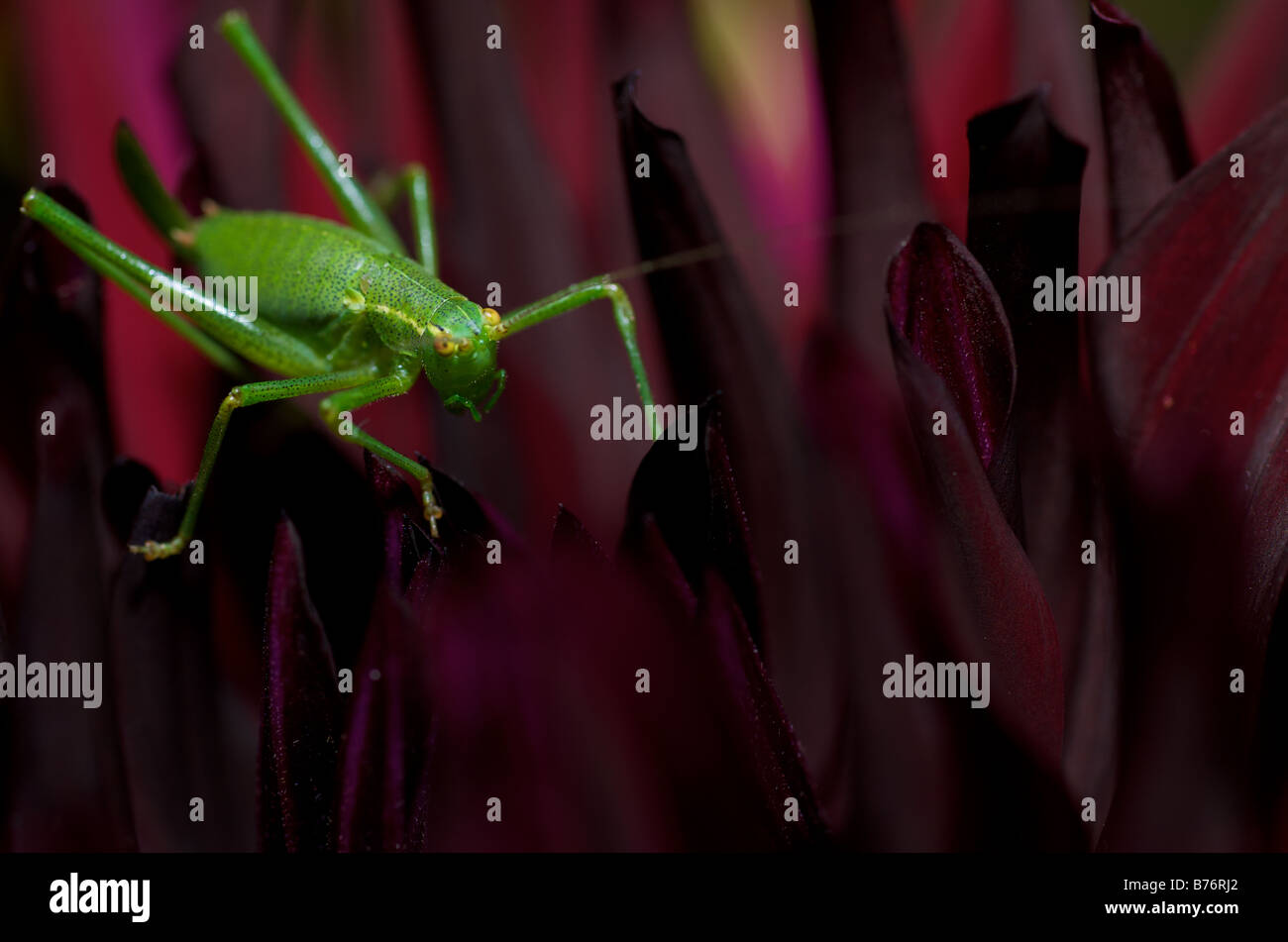 Una macro/ Closeup Immagine di un colore verde brillante Cricket (insetto) su un Crimson Fiore Dahlia Foto Stock