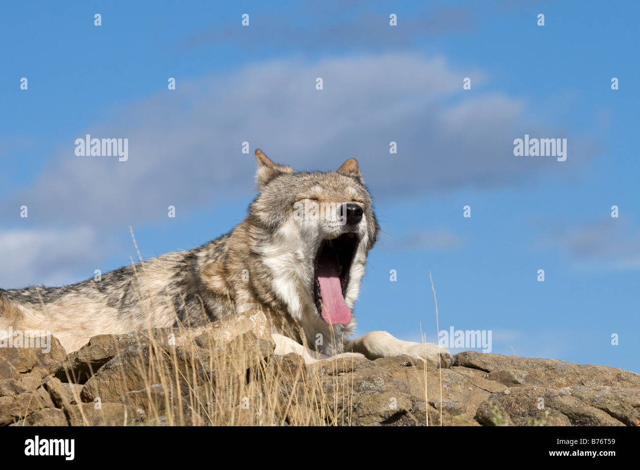 Un lupo grigio stabilisce sullaparte superiore di una collina rocciosa a sbadigliare al sole Foto Stock