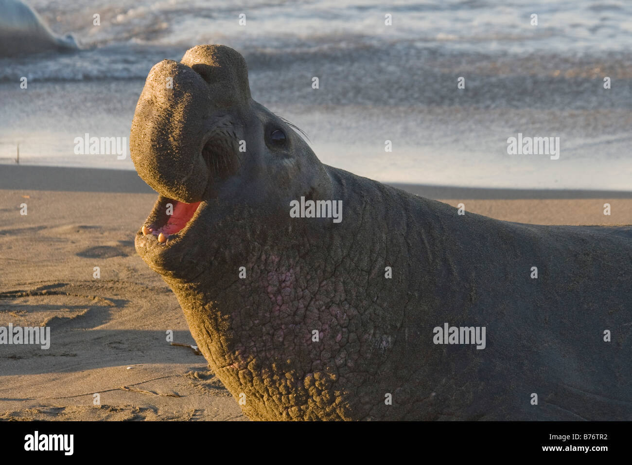 Maschio guarnizione di elefante su PIEDRAS BLANCAS Spiaggia di San Simeone Foto Stock