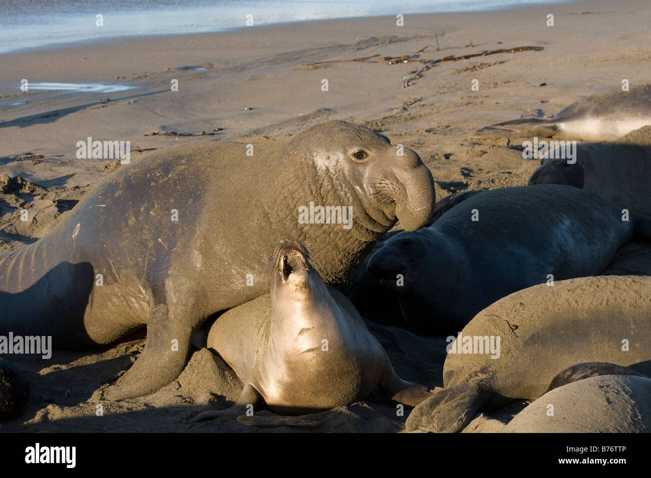 Le guarnizioni di tenuta di elefante coniugata su PIEDRAS BLANCAS Spiaggia di San Simeone Foto Stock