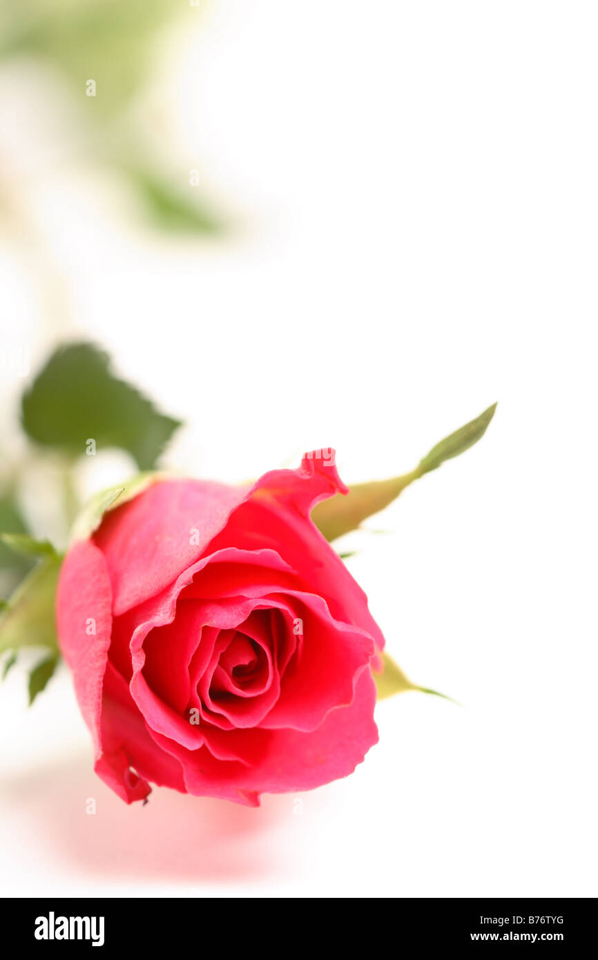 Single red rose con foglie su sfondo bianco con copyspace Foto Stock