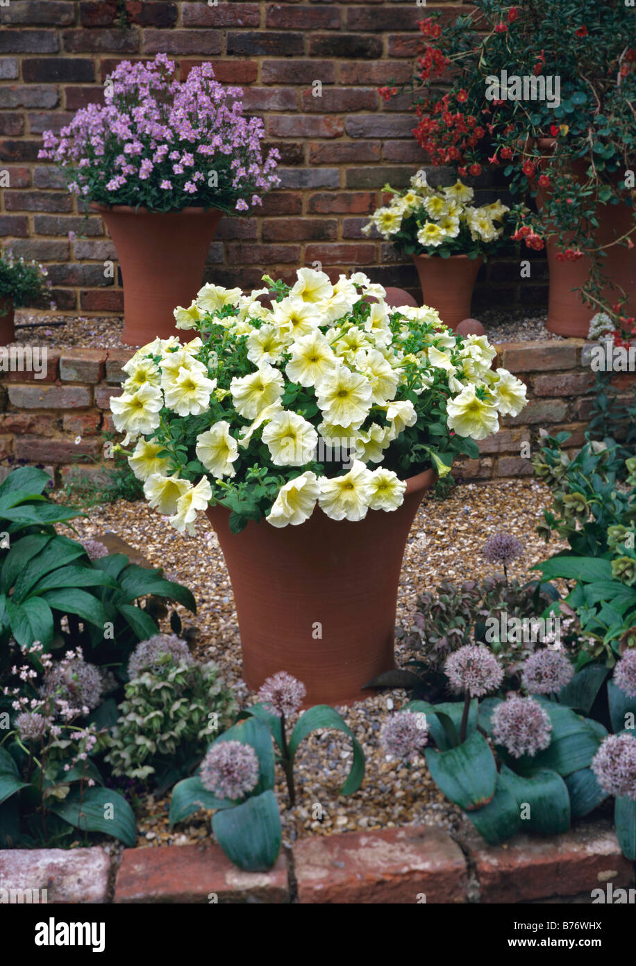 Pallido nelle petunie di limone in una pentola di terracotta con Allium karataviense e hellebores Foto Stock