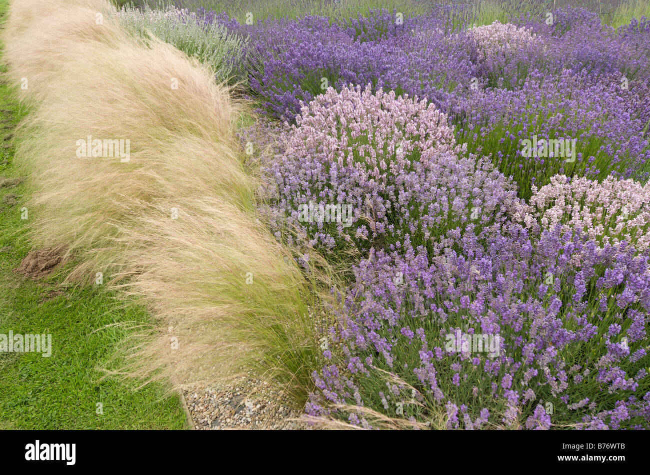 Giardino di lavanda con angel hair grass - Stipa tenuissima Foto Stock