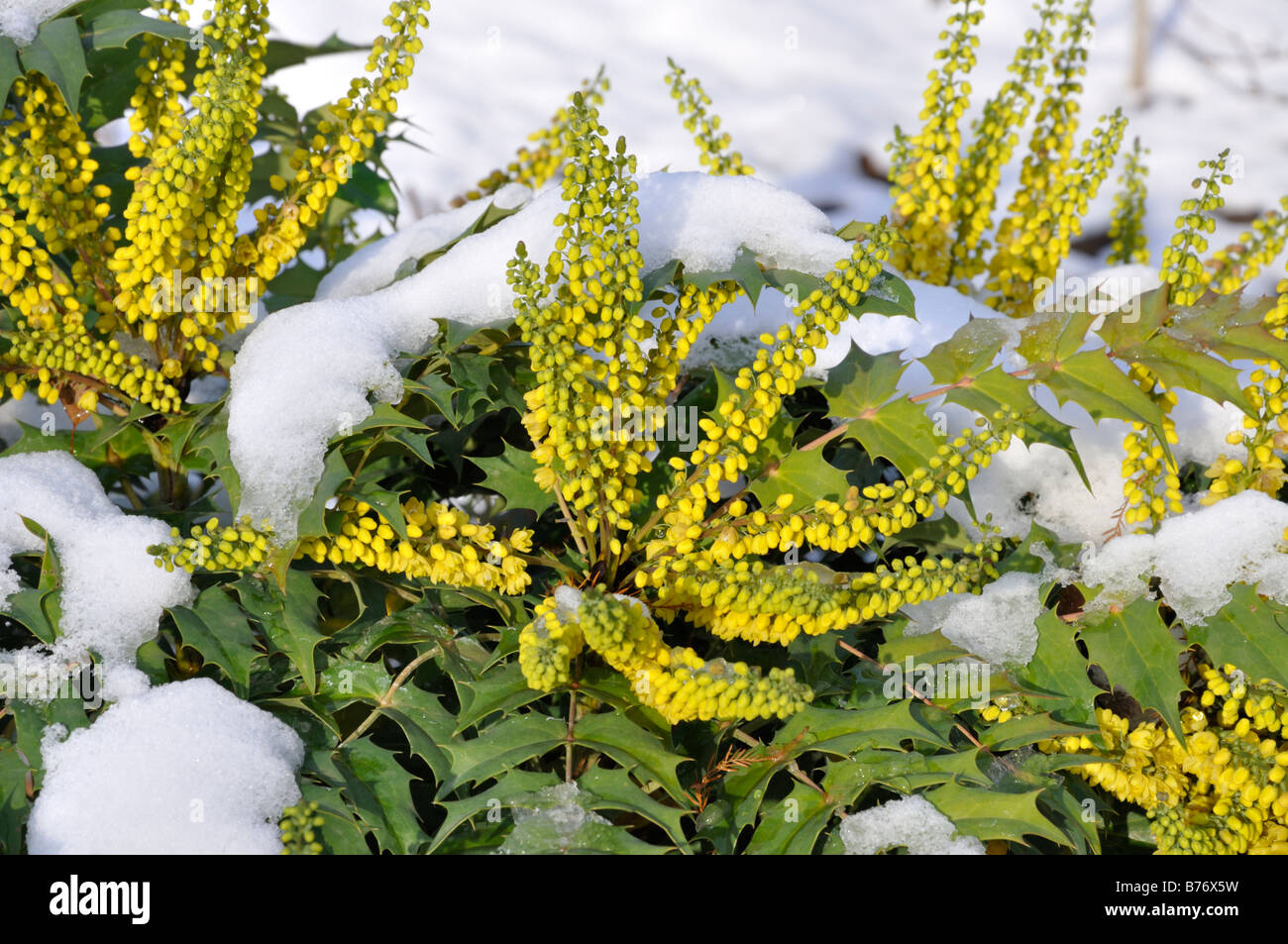 Mahonia x media "carità" Foto Stock