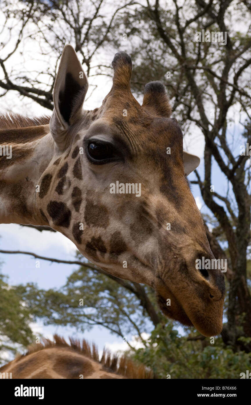 Giraffa Rothschild Giraffe Center Nairobi Kenya Foto Stock