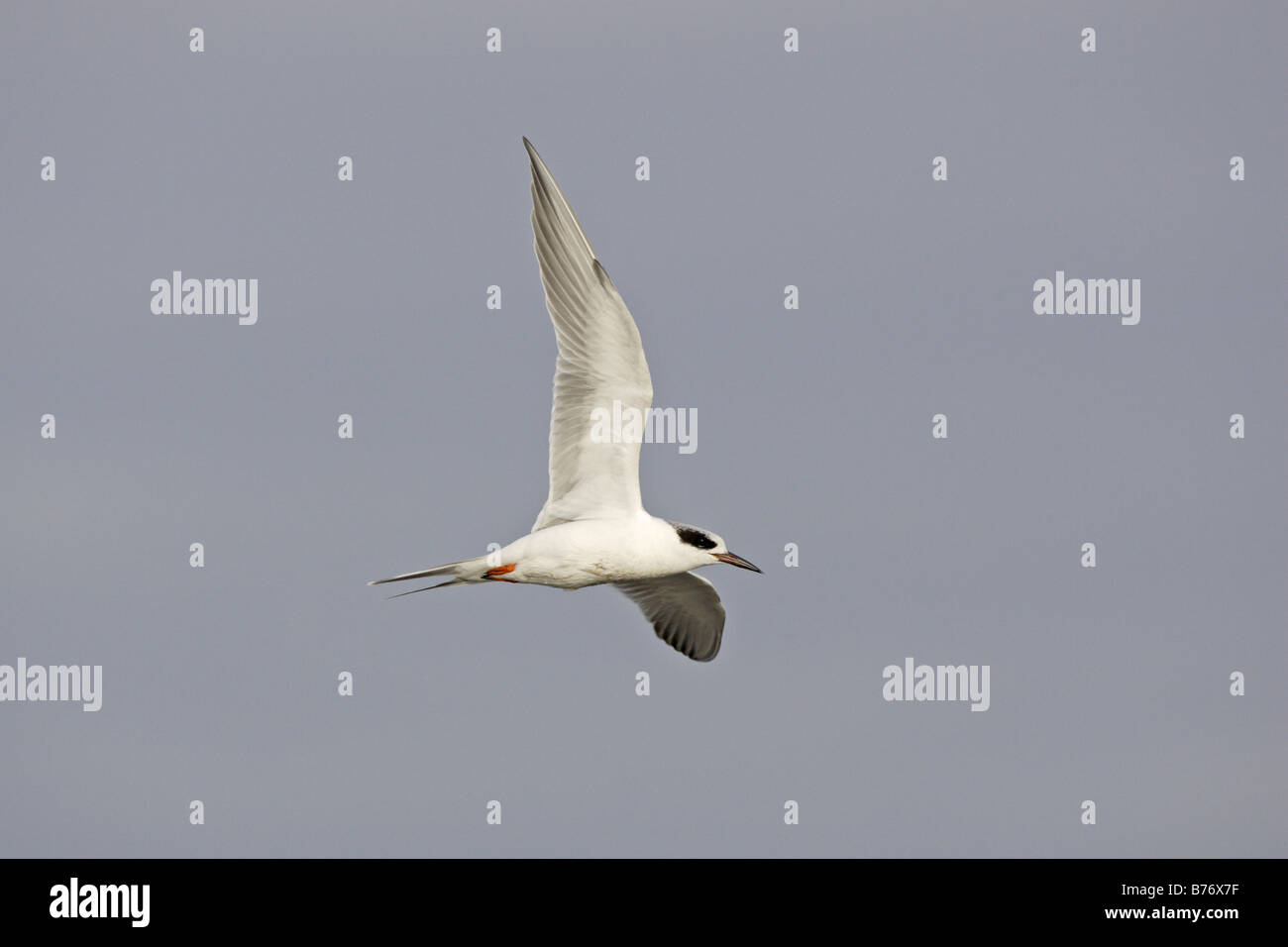 Forsters Tern in volo Foto Stock