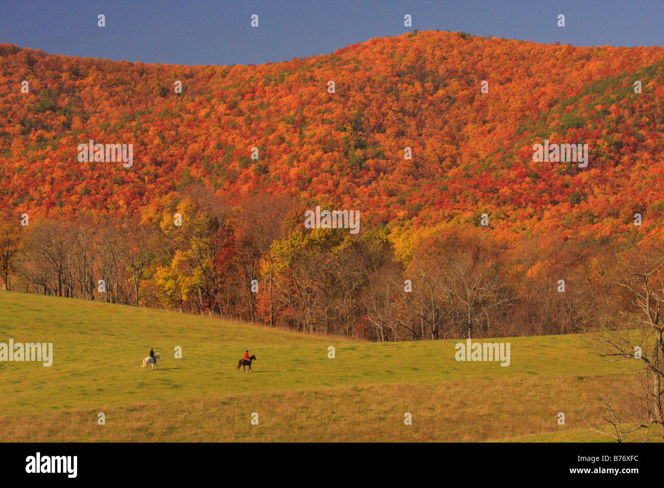 Fox Hunt, Swoope, Shenandoah Valley, Virginia, Stati Uniti d'America Foto Stock