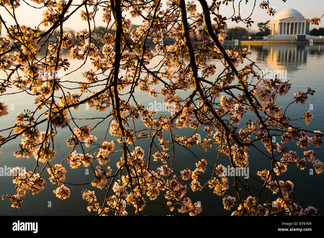 La fioritura dei ciliegi fioriscono lungo il bacino di marea a sunrise in Washington, DC il giovedì 30 marzo, 2006. Foto Stock