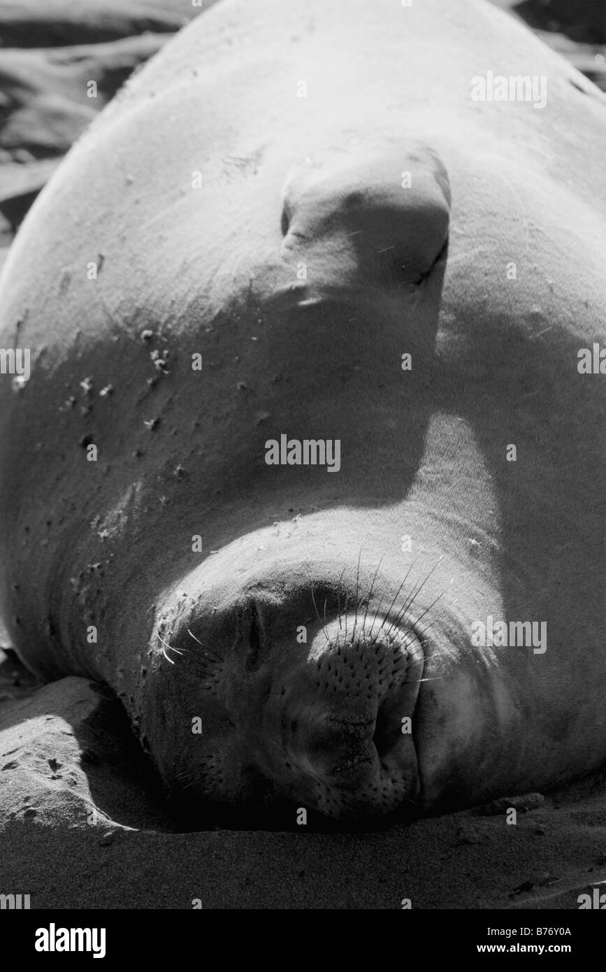 Femmina guarnizione di elefante su PIEDRAS BLANCAS Spiaggia di San Simeone Foto Stock