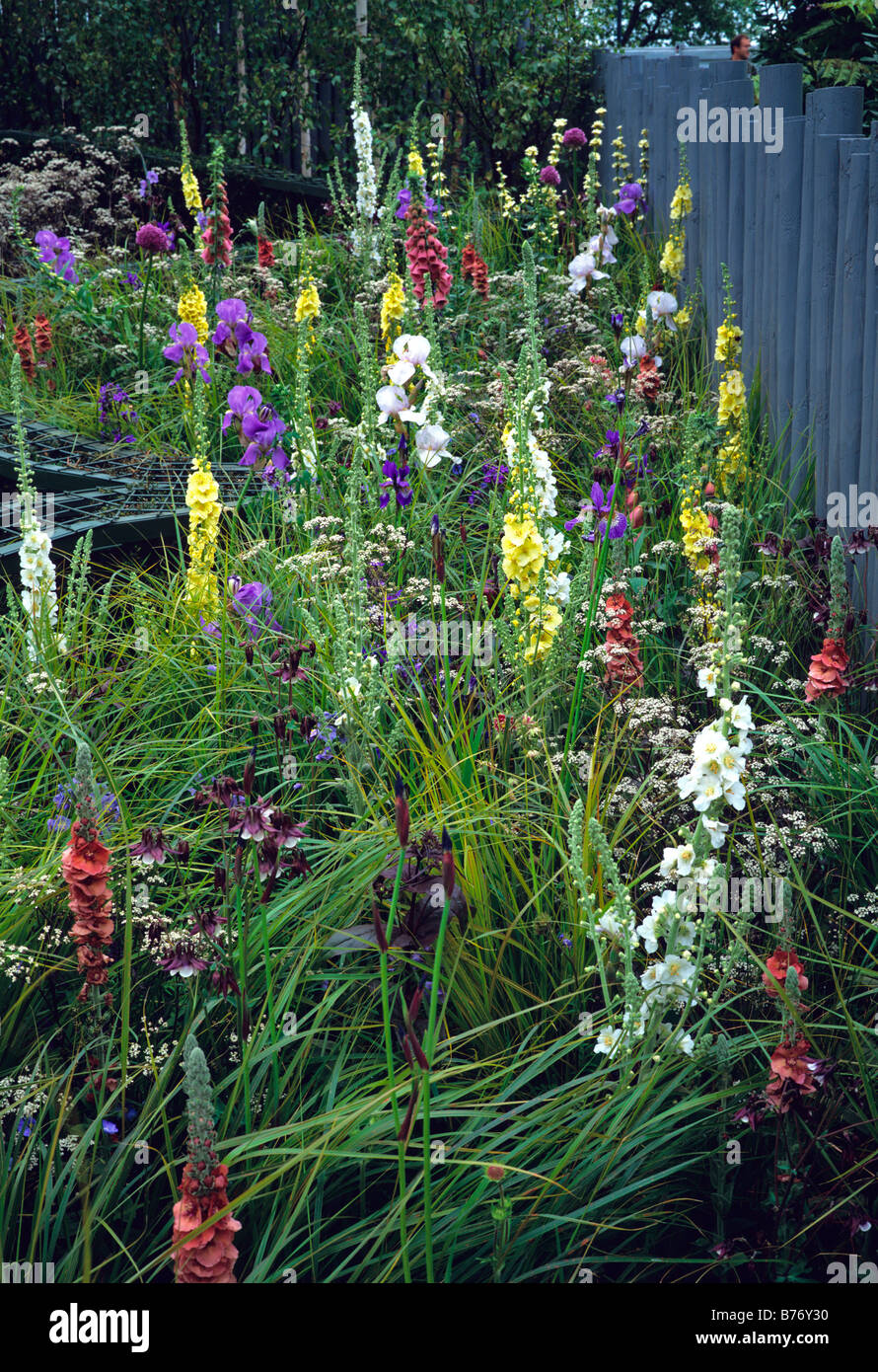 Un colorato mista confine erbaceo con iris verbascums ed erbe Foto Stock