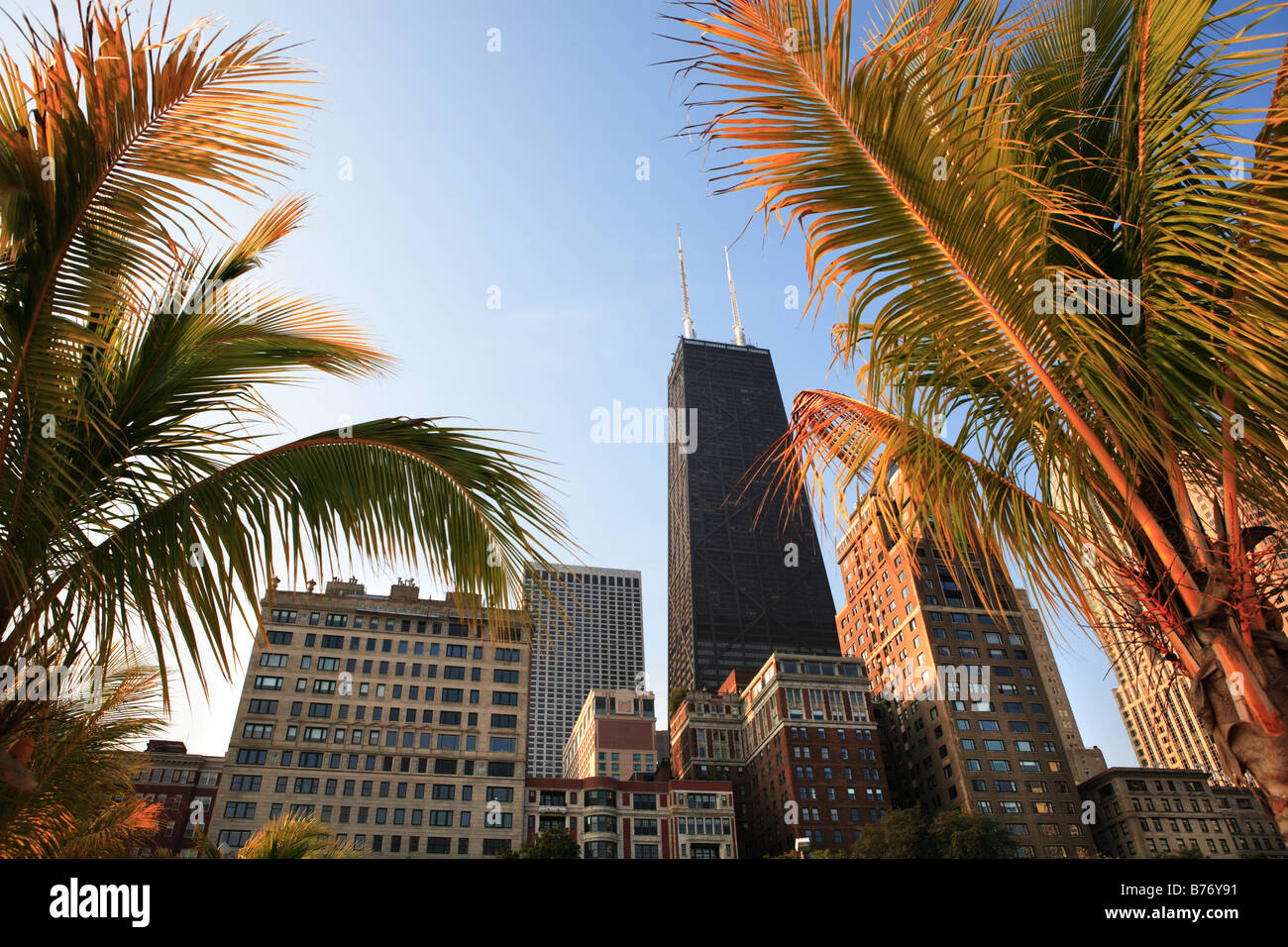 Palme su Oak Street Beach Gold Coast di Chicago, Illinois, Stati Uniti d'America Foto Stock