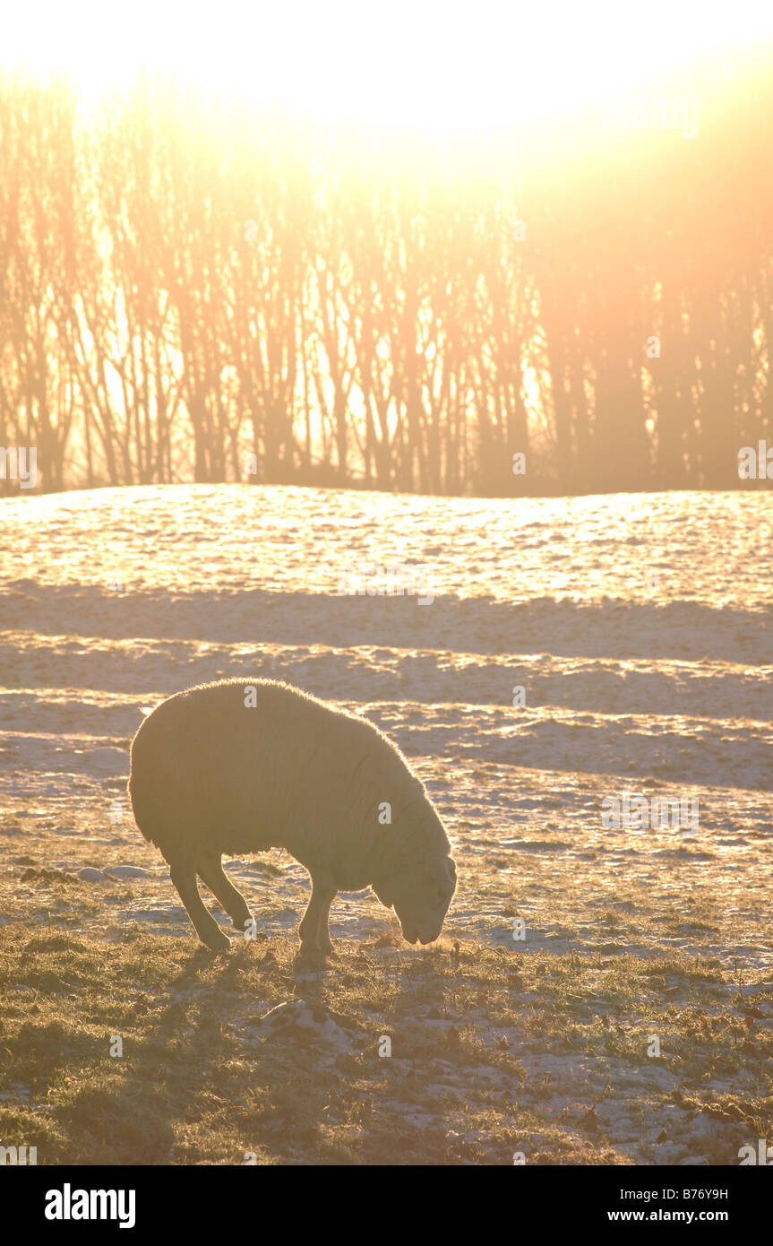 Una pecora in inverno in Cotswolds, Gloucestershire, England, Regno Unito Foto Stock