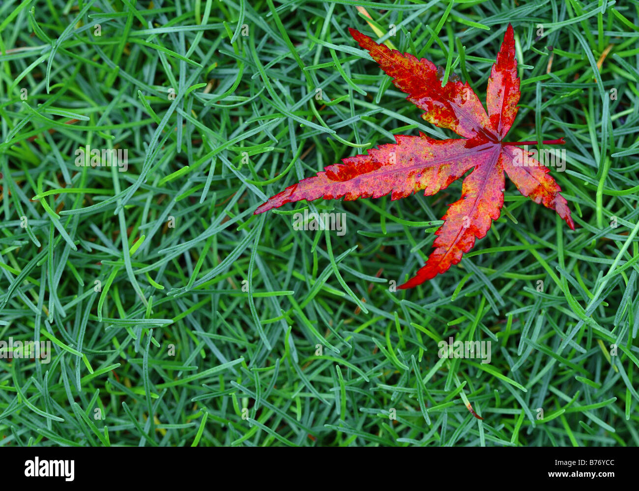 Red maple leaf su erba verde sullo sfondo Foto Stock