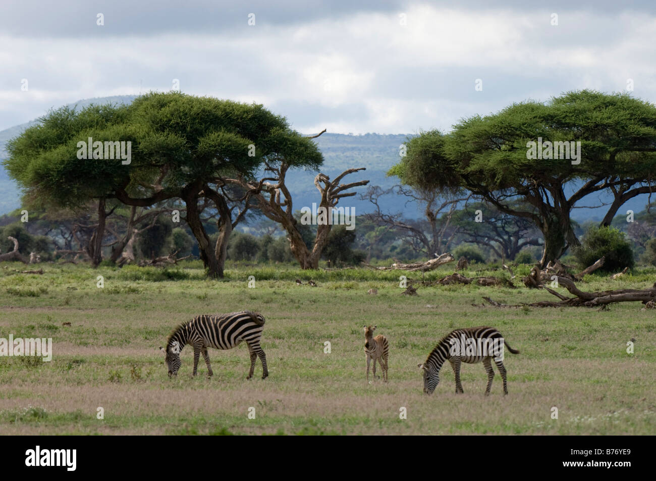 Zebre Amboseli National Park in Kenya Foto Stock