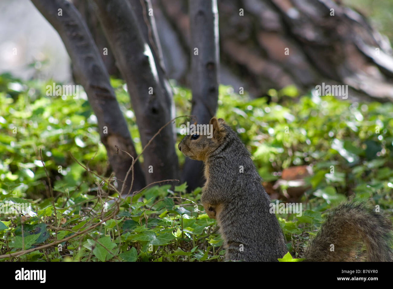 California scoiattolo massa rovistando in un parco nel Sud della California Foto Stock