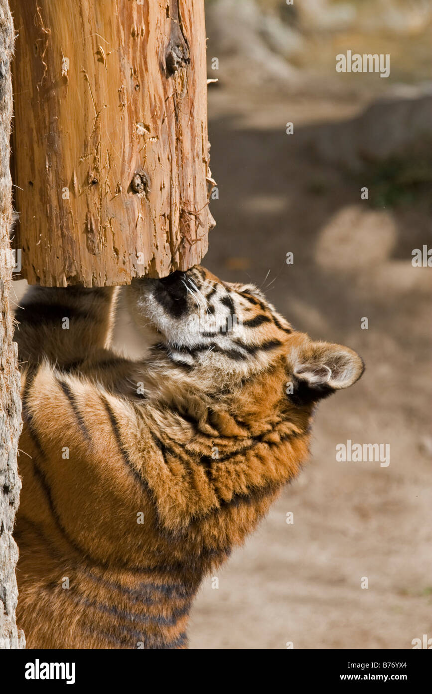 La tigre di Sumatra Cub graffi un albero in cattività Foto Stock