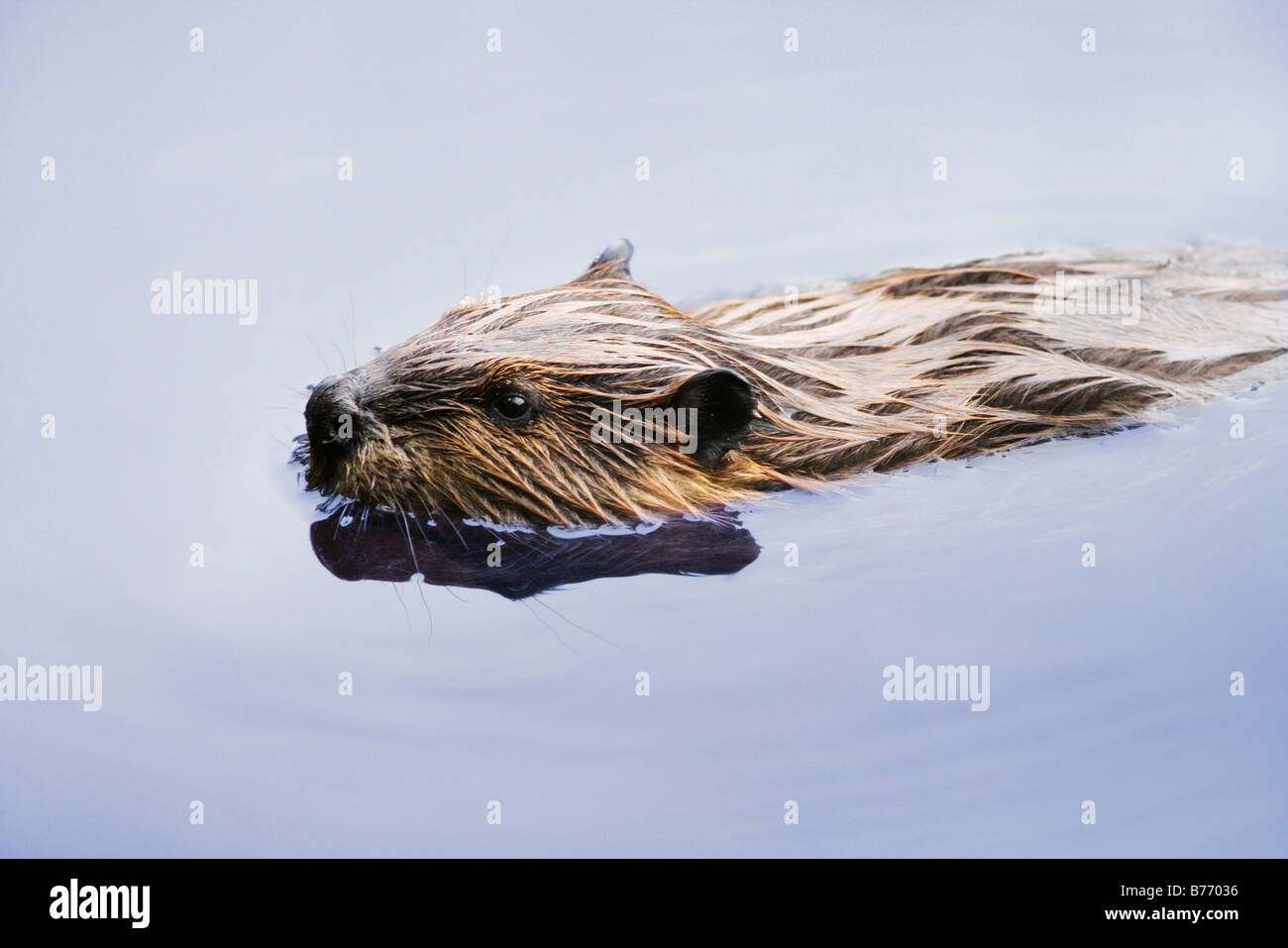 Beaver nuoto, Chaudiere-Appalaches regione., Quebec, Canada Foto Stock