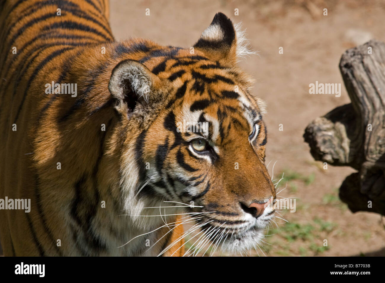 Femmina tigre di Sumatra fino vicino Foto Stock