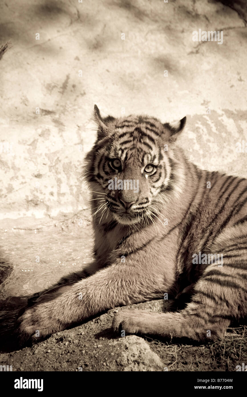 La tigre di Sumatra Cub arty ritratto Foto Stock