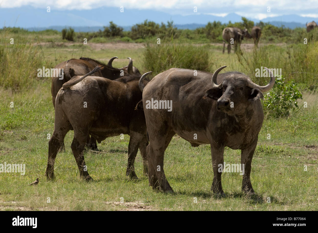 Buffalo Amboseli National Park in Kenya Foto Stock