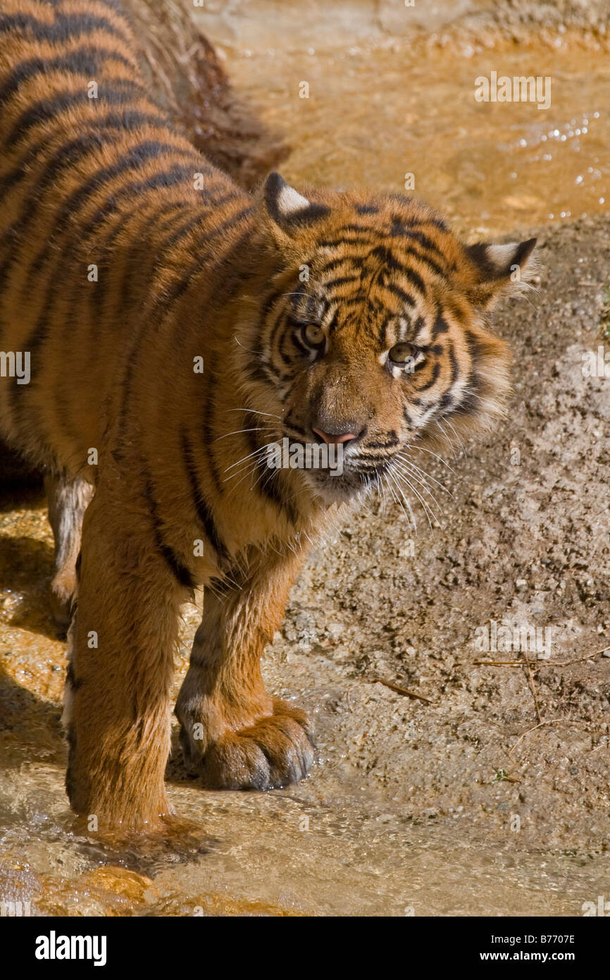 La tigre di Sumatra Cub ritratto in cattività Foto Stock