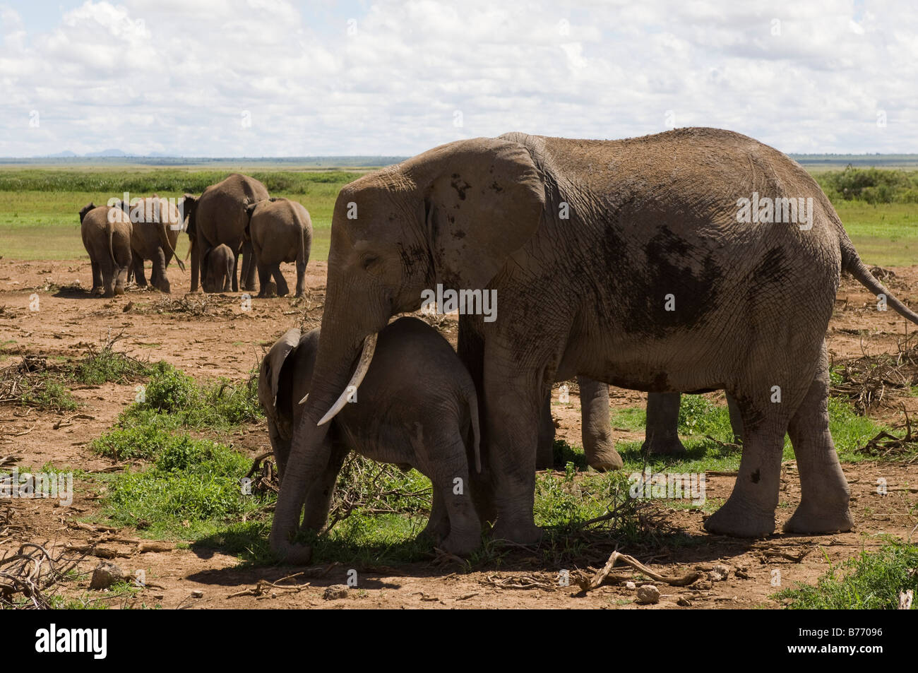Gli elefanti e vitello Amboseli National Park in Kenya Foto Stock