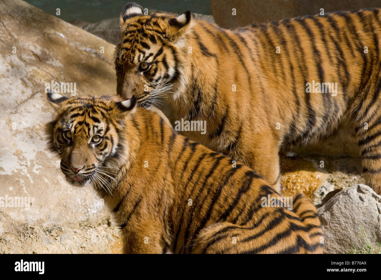 I gemelli di Sumatra cuccioli di tigre in cattività Foto Stock