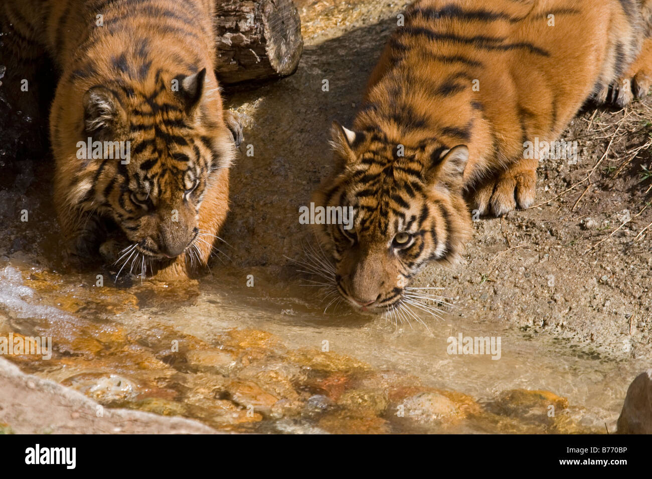 Sumatra due cuccioli di tigre acqua potabile in cattività Foto Stock