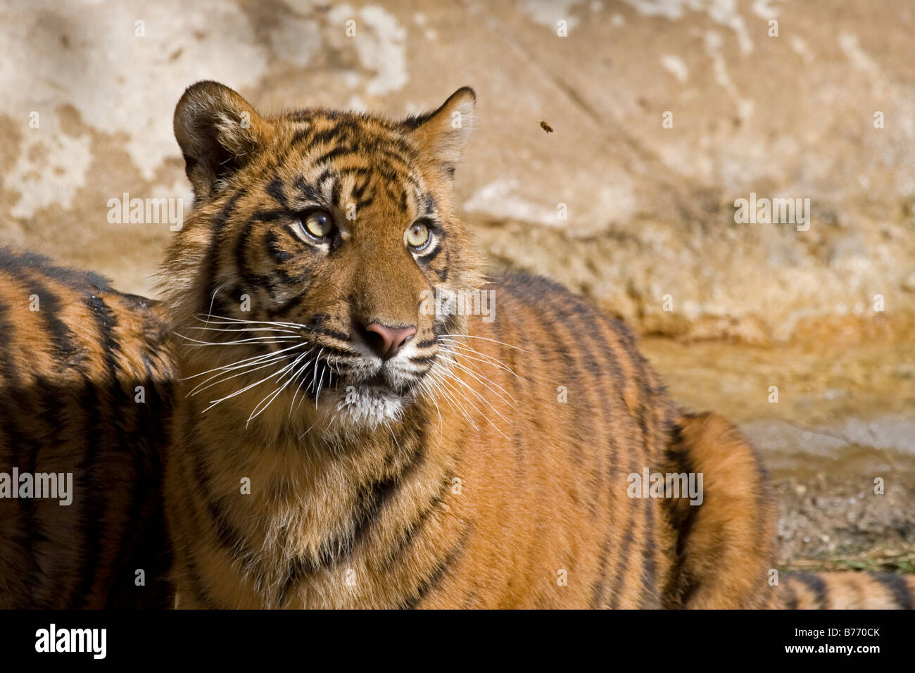La tigre di Sumatra cub avvisi di una bee battenti dalla sua testa Foto Stock