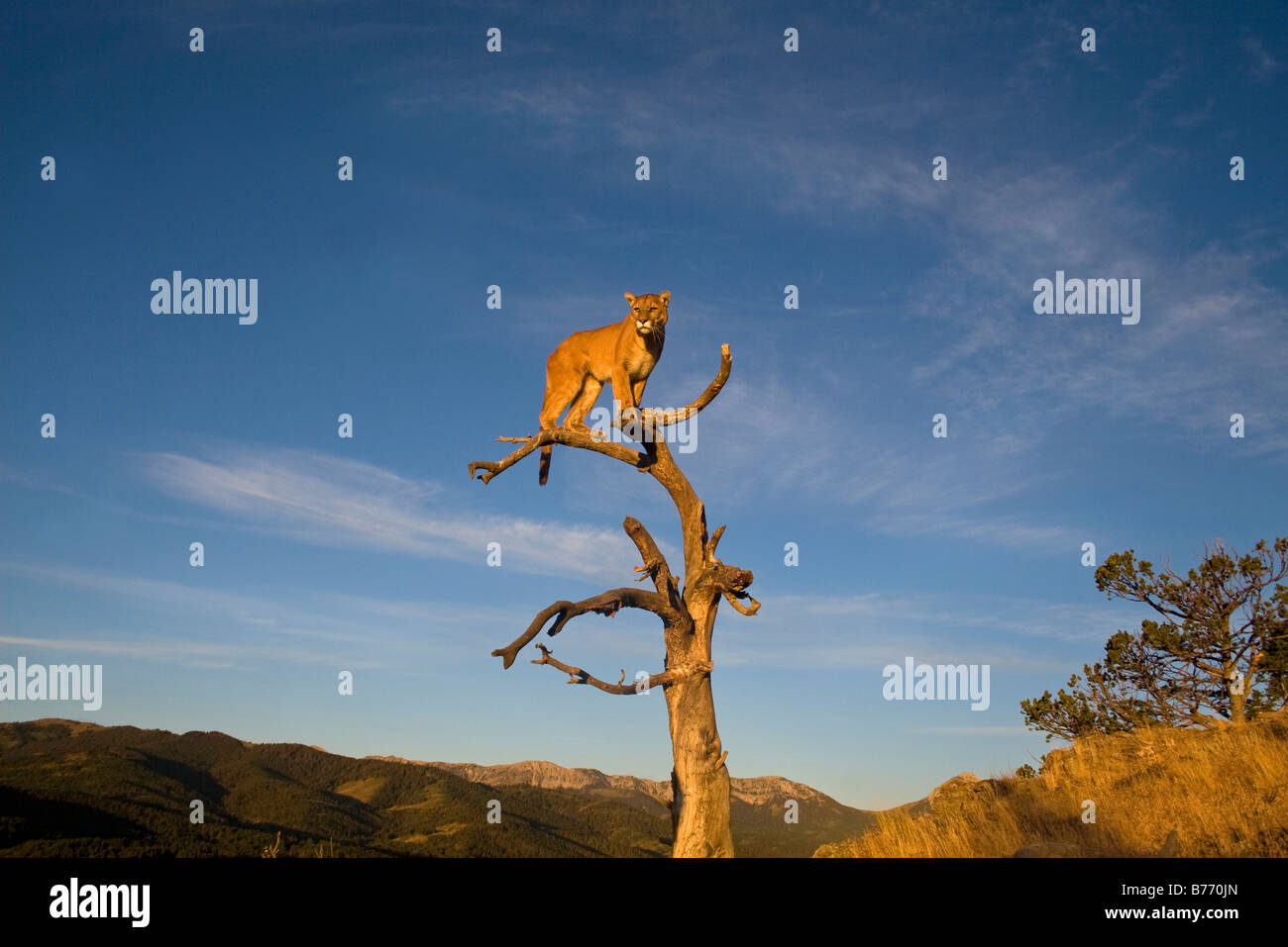 La collina di Lion in un albero in cima a una montagna delle montagne rocciose Foto Stock