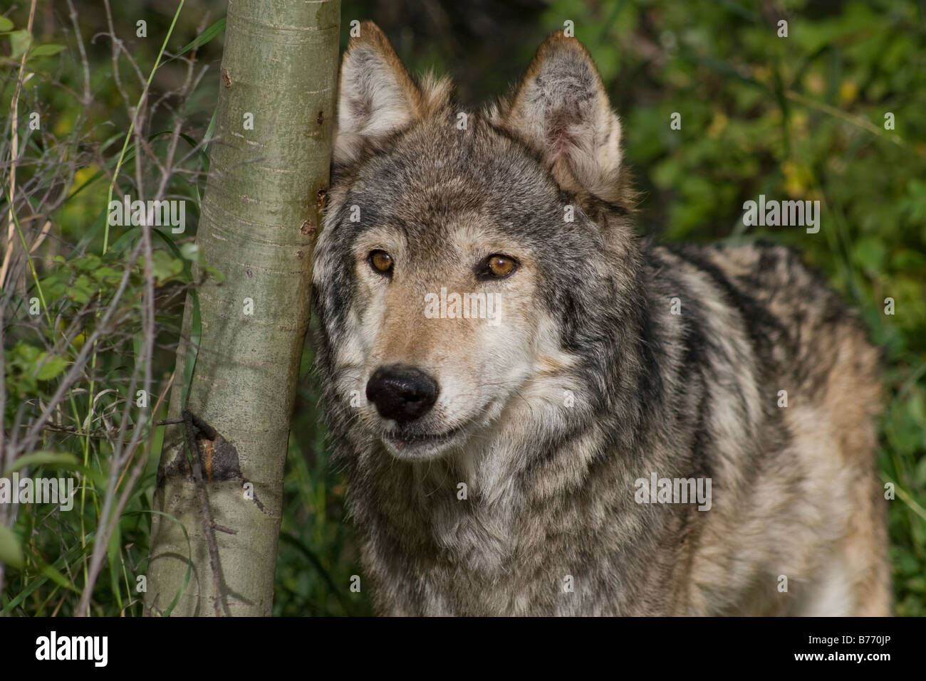 Un lupo grigio passeggiate attraverso i boschi Foto Stock