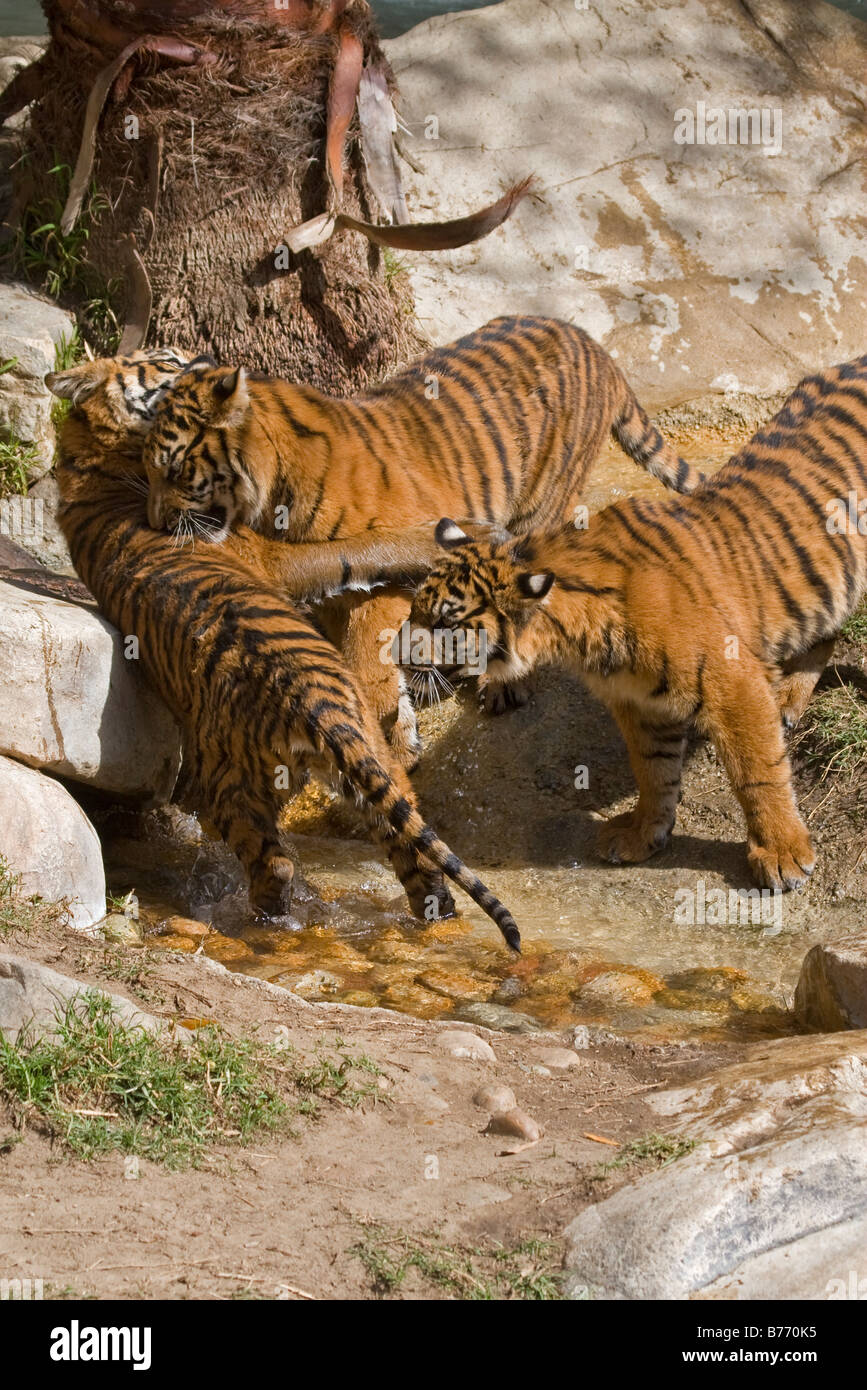 Sumatra tre cuccioli di tigre in riproduzione in cattività Foto Stock
