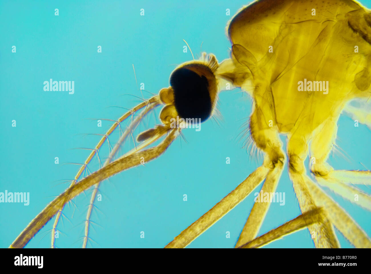 MICRO MOSQUITO Foto Stock