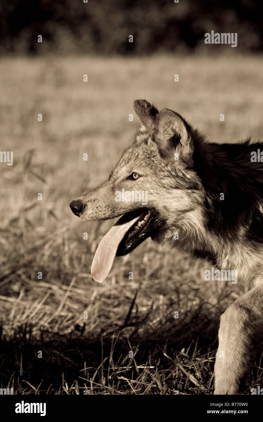 Giovane Lupo grigio corre verso il resto del lupo pack arty Foto Stock