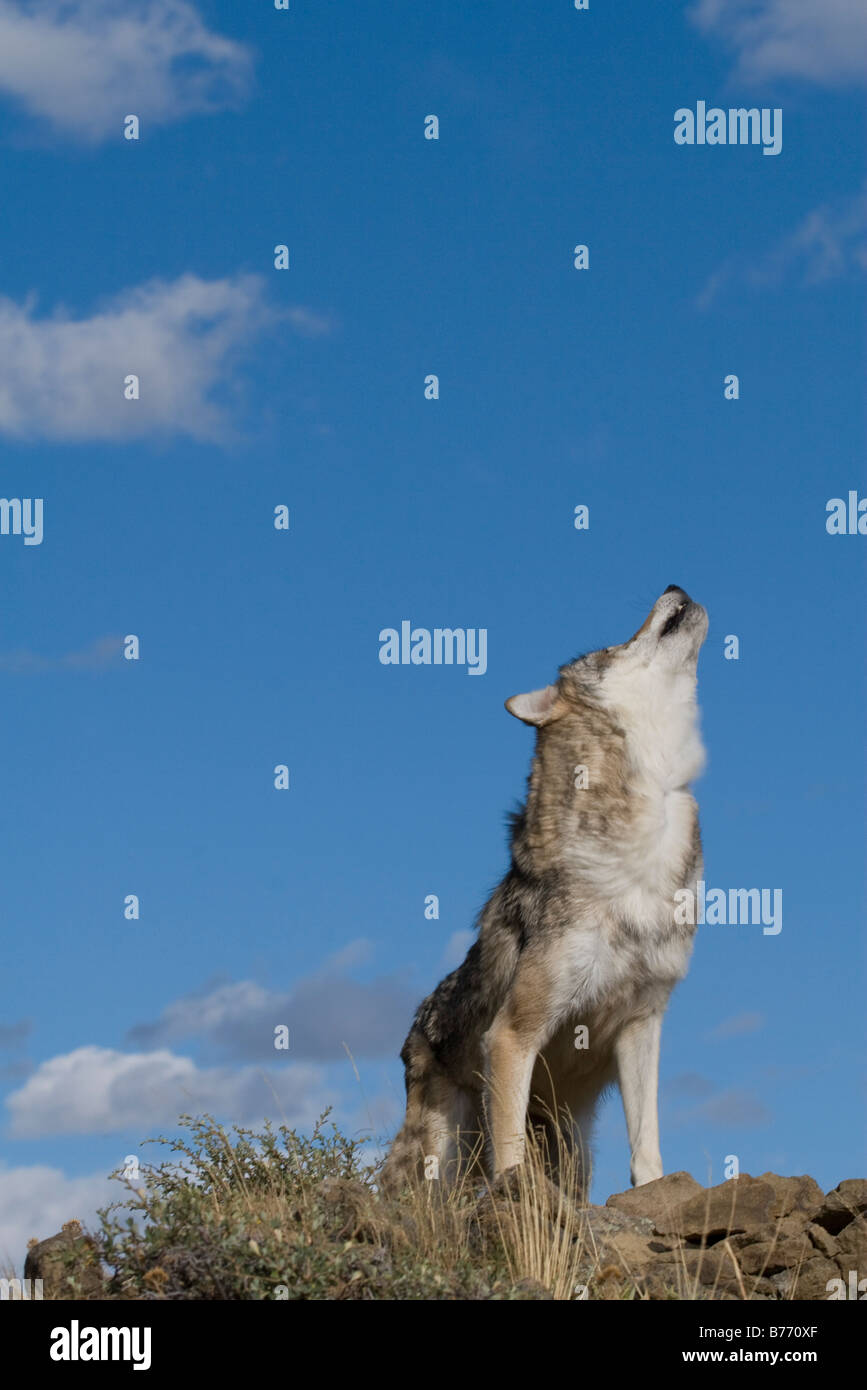 Un lupo grigio ululati sullaparte superiore di una collina rocciosa a chiamare il suo pack Foto Stock