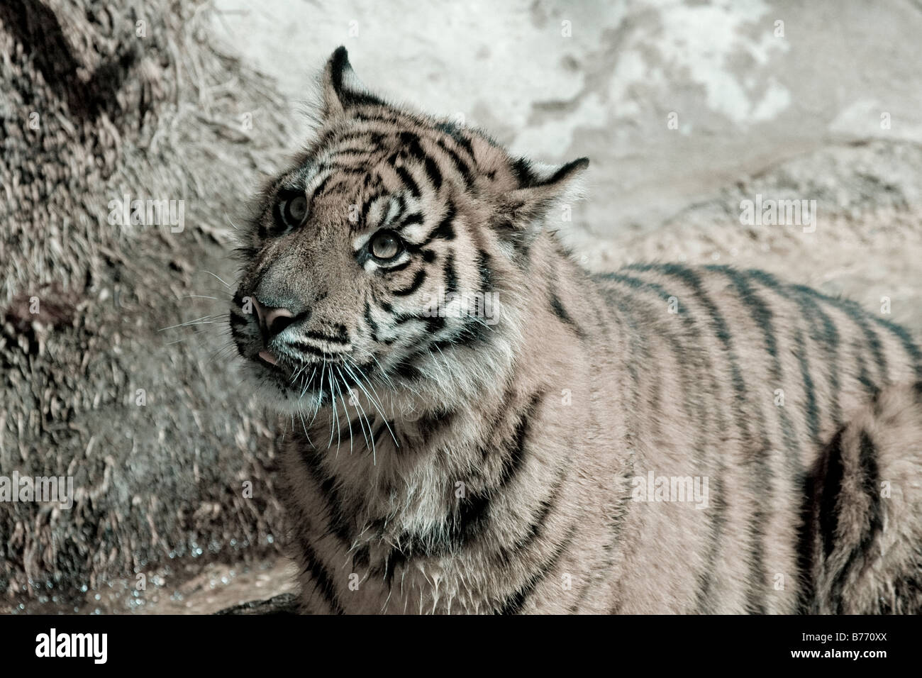 La tigre di Sumatra Cub guarda su arty shot Foto Stock