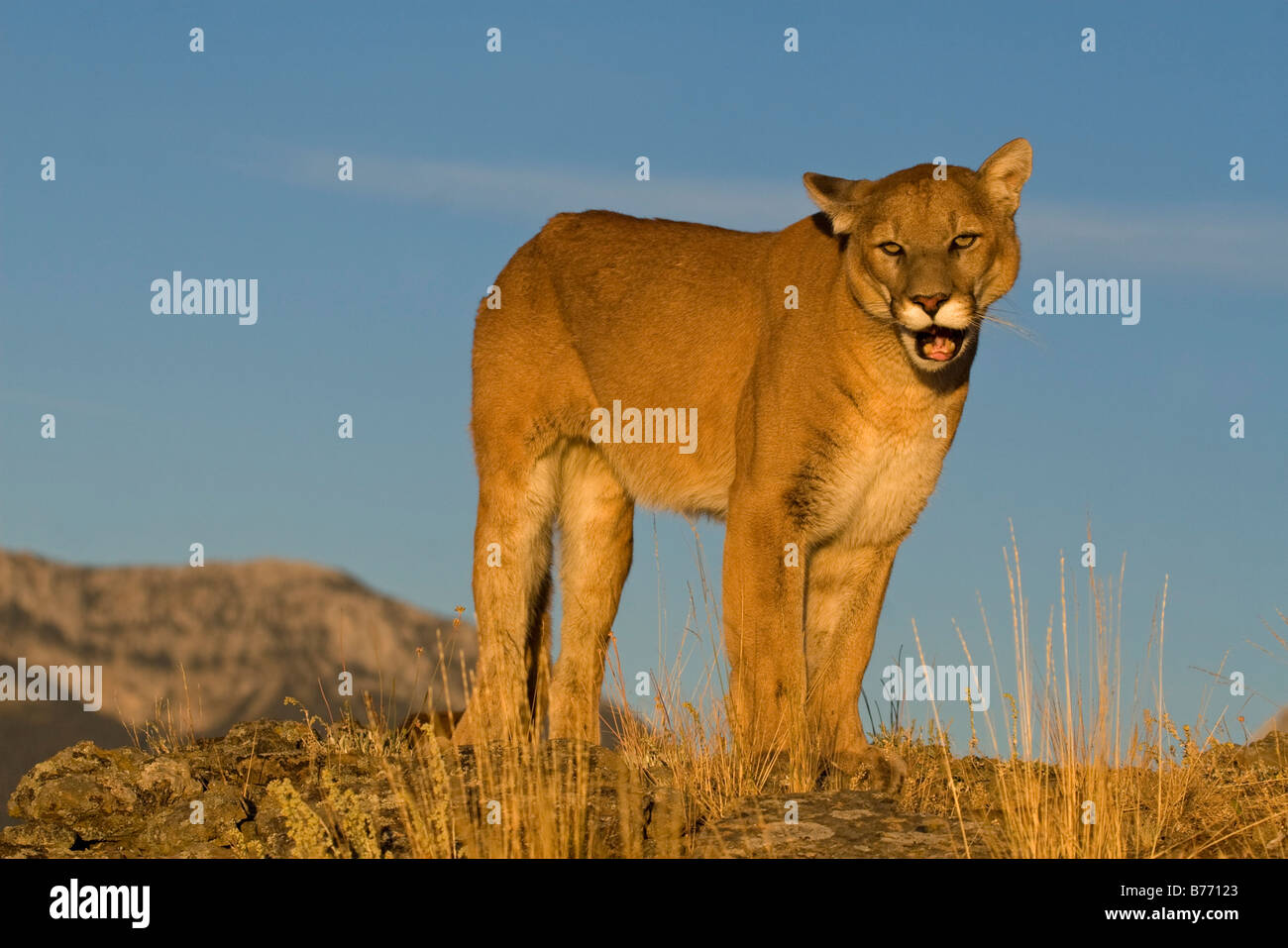 Un Cougar a piedi in cima al mondo delle montagne rocciose Foto Stock