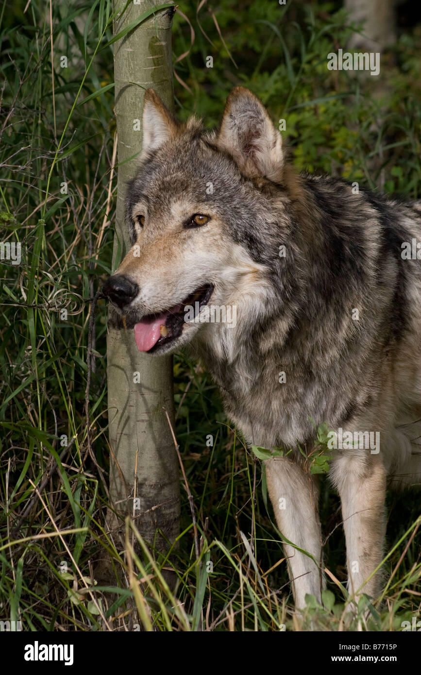 Ritratto di un americano di lupo grigio in piedi nei boschi Foto Stock