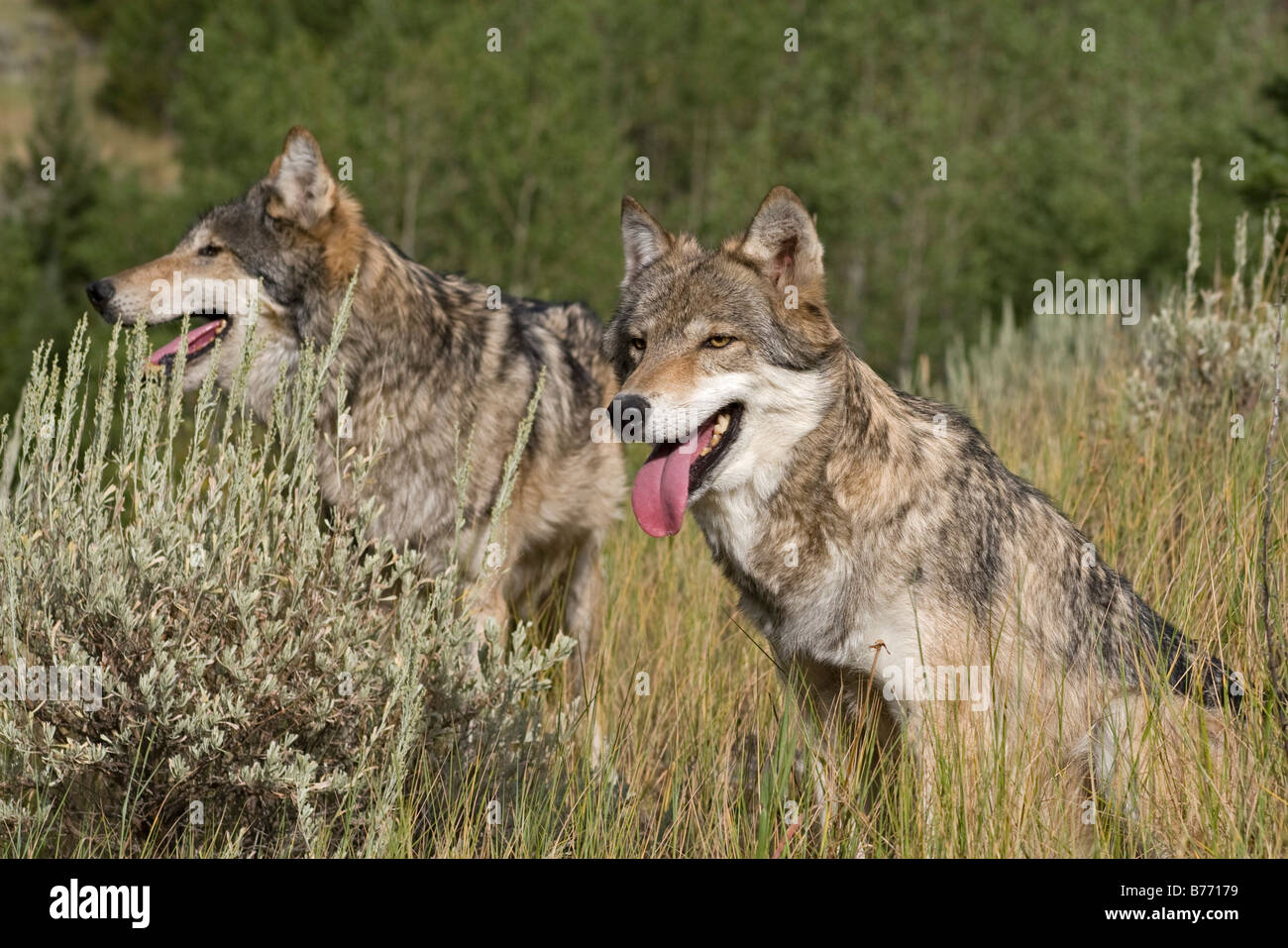 Due americani Lupi grigi a caccia nei boschi Foto Stock