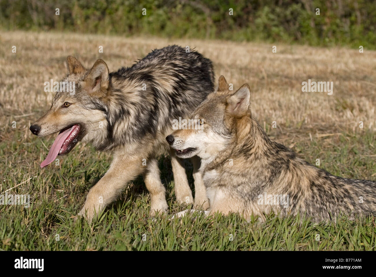 Giovane Lupo grigio diplays affetto per il vecchio lupo adulto nel pack Foto Stock