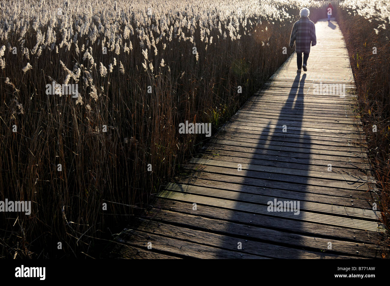 Il Boardwalk Cosmeston Lakes Vale of Glamorgan Galles del Sud Foto Stock