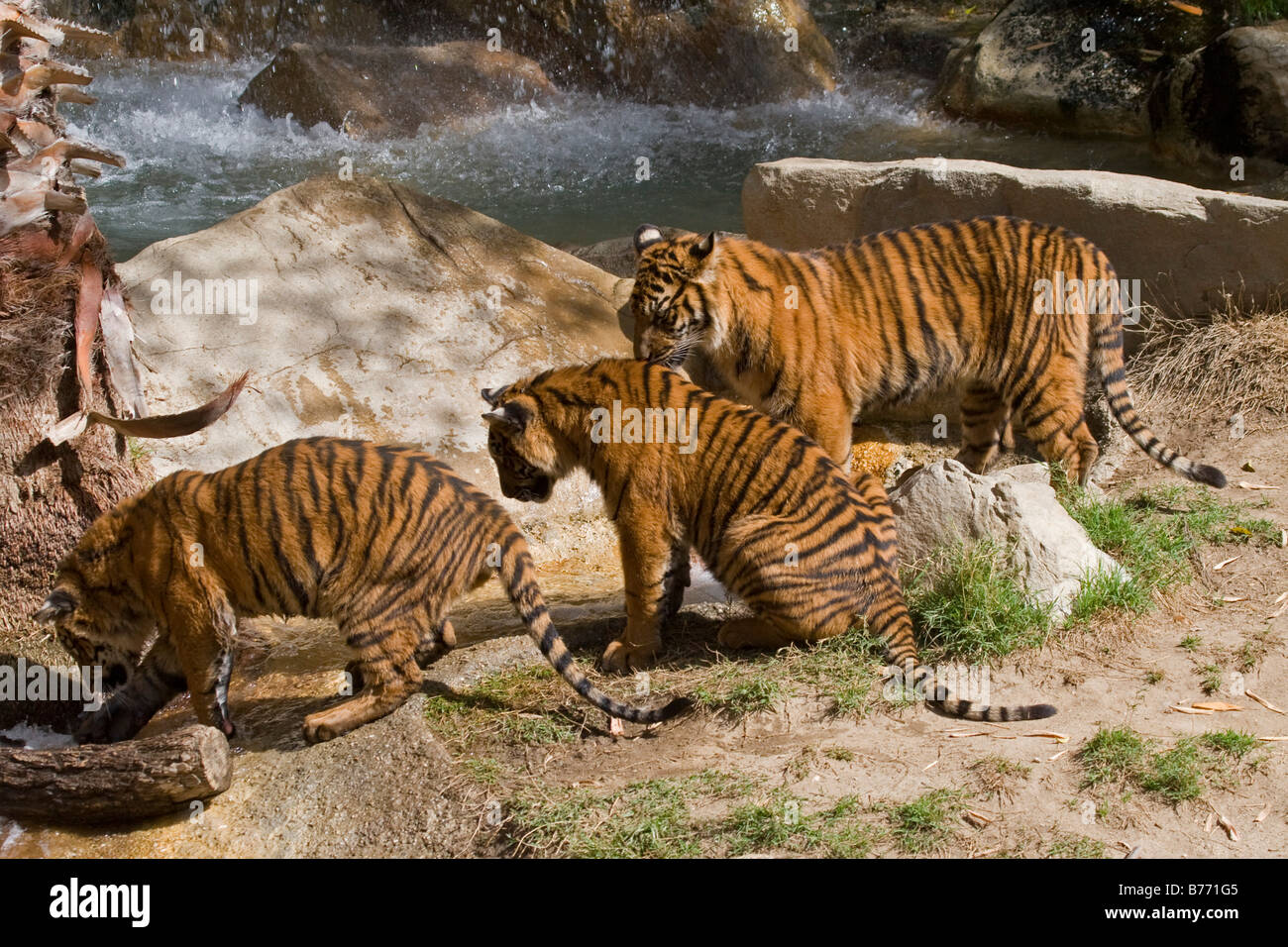 Sumatra tre cuccioli di tigre in cattività Foto Stock