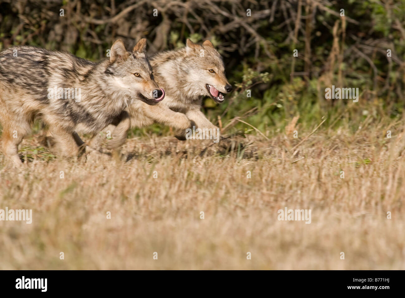 Giovani Gray Wolfs correndo insieme in un prato Foto Stock