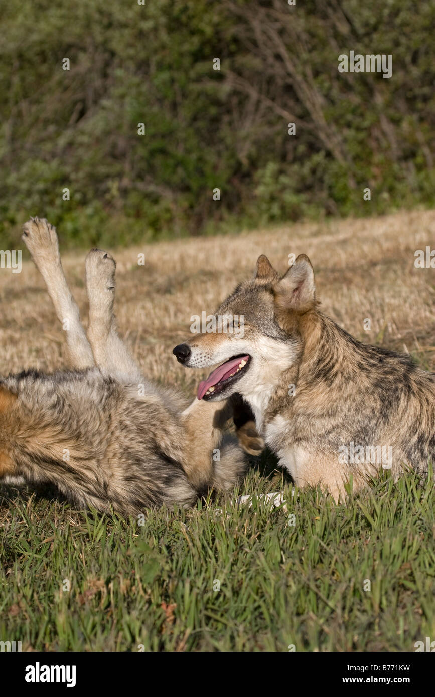 Giovane Lupo grigio diplays affetto per il vecchio lupo adulto nel pack Foto Stock